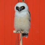 Elton the spectacled owl chick perches on his special weighing scales. (Image: London Zoo)