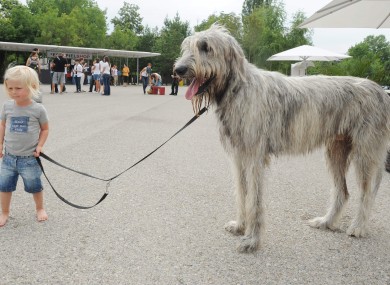 This Irish Wolfhound was NOT harmed by a Rose. It's never even been to Tralee.