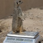 Happy as a meerkat on a weighing scales. 