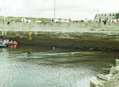The whale against the pier wall this afternoon.
