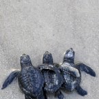 A trio of Kemp's ridley turtle hatchlings make their way through the surf after being released into the Gulf of Mexico in 2010. (AP Photo/Pat Sullivan)
