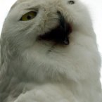 Five-year-old Fetlar is a snowy owl. 
