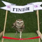 Bob the burrowing owl, star of London Zoo's daily Animal Athletes in Action demonstration. This is part of a one hundred centimetre sprint. Go Bob go. 