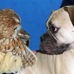 We're not sure who won between Wol the Tawny owl and Juno a Bull Mastiff. Picture: DAVID JONES/PA