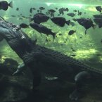 A 700kg crocodile called Rex calmly  waits just beneath the water for a feed after coming out of a three month hibernation at the Sydney Wildlife world in Sydney, Australia. Rex who has been a resident of the park since 2009, was a so-called rogue crocodile that was captured in the Northern Territory when his taste for local pet dogs drew him too close to the human population. (AP Photo/Rob Griffith)