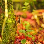 Photo: PA

A Robin red breast picks at moss as it sits in the red orange shade of an Acer japonicum 'Aconitifolium', which is turning red and dropping it's Autumn leaves, in 'Andrews Corner' garden in Belstone, Dartmoor, Devon. PRESS ASSOCIATION Photo. Picture date: Sunday October, 14, 2012. Photo credit should read: Ben Birchall/PA Wire