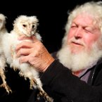 Ornithologist Brian Little checks two barn owl chicks in Kielder, Northumberland. His farm allows holiday makers watch barn owls in their nest via CCTV.