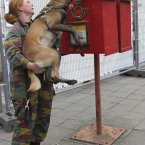 A Belgian army soldier lifts a dog to sniff inside of a mailbox during security checks outside of an EU summit in Brussels. That looks comfortable. (AP Photo/Yves Logghe)