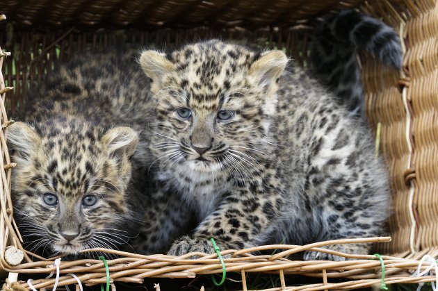 Germany North Chinese Leopard