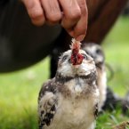 Senior trainer at London Zoo Mark Habben feeds one of the three burrowing owl chicks at the zoo.