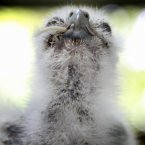 He then feeds on a baby mouse. (AP Photo/Wong Maye-E)