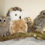 Four orphaned owls who have been given a stuffed toy to act as a surrogate mother for them. Eh????