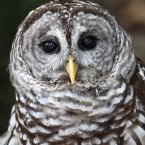 To save the endangered spotted owl, the Obama administration is moving forward with a plan to shoot barred owls, a rival bird that has shoved its smaller cousin aside. (AP Photo/Wilfredo Lee, File)