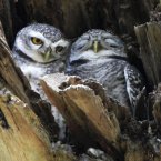 Spotted owlets on tree at Chalermphakieat temple in Bangkok.(AP Photo/Sakchai Lalit)