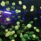 A man looks at jellyfishes at an aquarium inside of Beijing zoo in Beijing, China, Sunday, Nov. 18, 2012. (AP Photo/Lee Jin-man)
