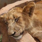 A lion cub sleeps at a nature reserve near Johannesburg, South Africa. (AP Photo/Jon Gambrell)