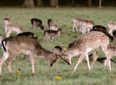 Some deer in the Phoenix Park this week. Definitely not a metaphor for some of the discussions on the site.
