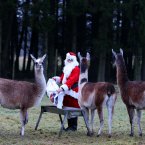 Alan Leach does his morning round dressed as Santa on Christmas Day feeding the llamas at Blair Drummond Safari Park near Stirling.