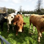 Bit of an awkward one this. An AI man is responsible for
artificially inseminating farm animals. And these ladies are not in
the mood. (Image: Leon Farrell/Photocall Ireland)