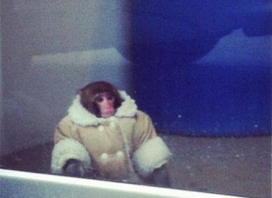 The monkey. Pretty snazzy coat eh?