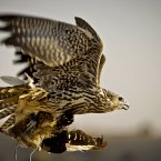 A falcon catches a pigeon body during a training session on the outskirts of Dubai, United Arab Emirates. (AP Photo/Kamran Jebreili)