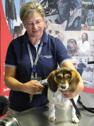 Karen Brick from the Animal Services Centre, demonstrates on a live dog how they search for tags, microchips or tattoos in Calgary