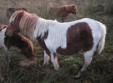 The four ponies rescued by the ISPCA