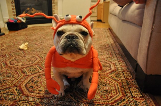 lobster