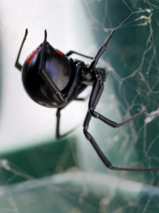 A female Black Widow spider to haunt your dreams.