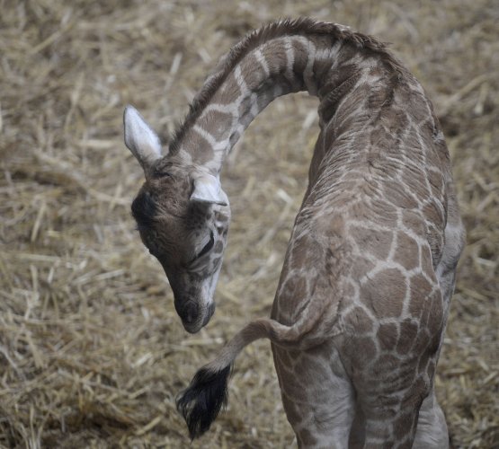 Germany Zoo Giraffe