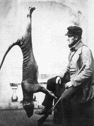 Tasmanian tiger