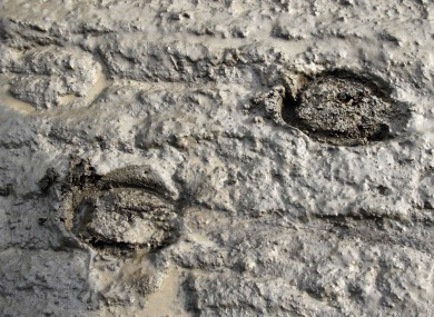 Horseshoe prints
