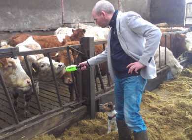 Pat McCarry and Lucky the dog interview one of the bovine bingo hopefuls.