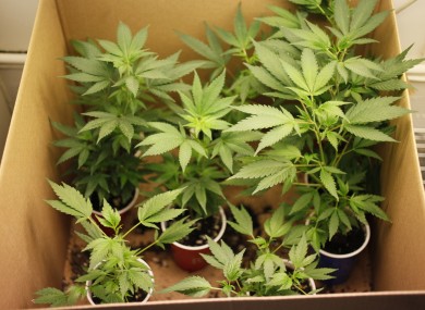 File image of cannabis plants.