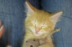 13 animals who really need their beds